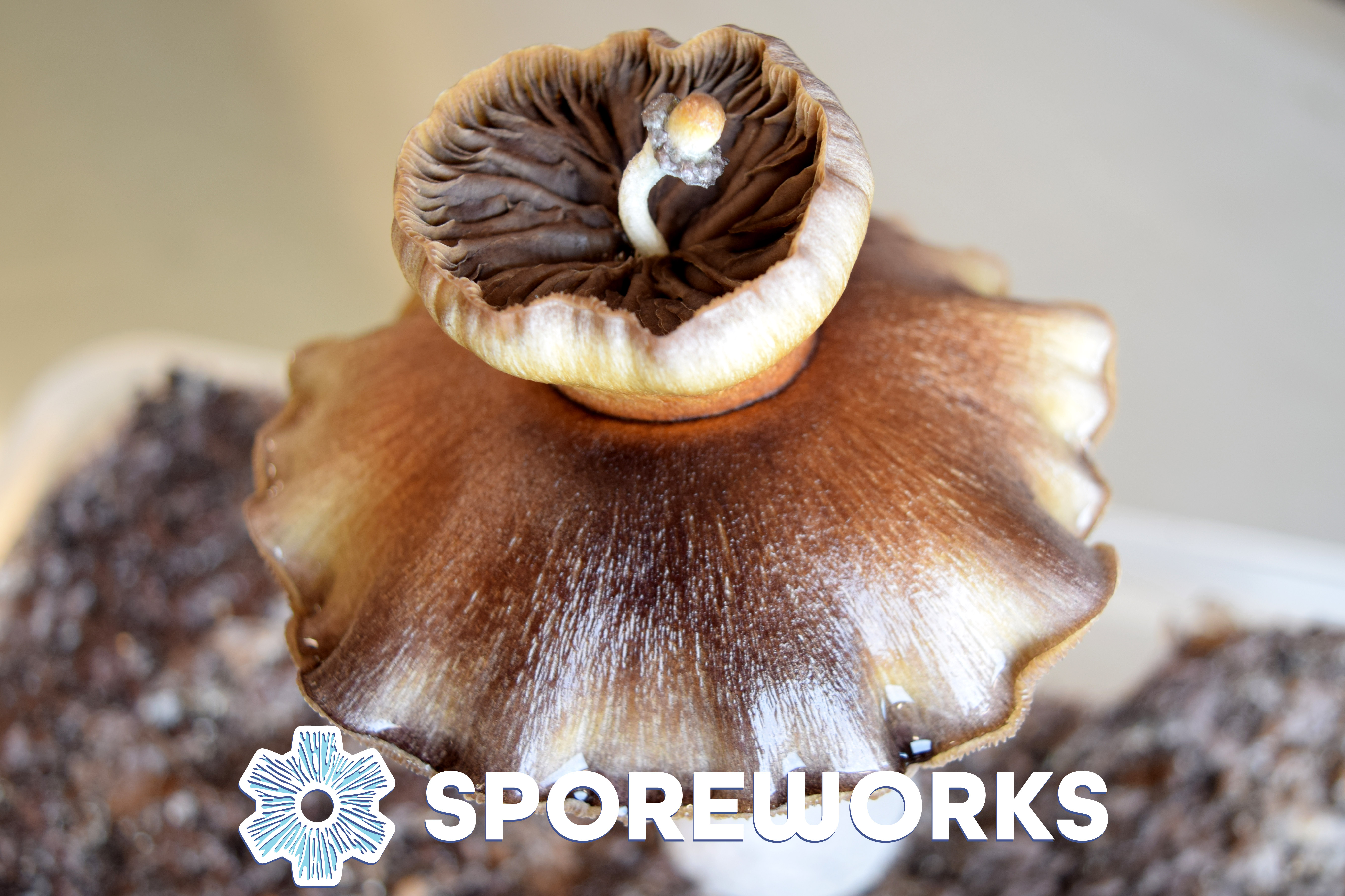 Sporeworks.com
